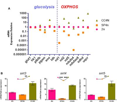 Characteristics of SP600125 Induced Tetraploid Cells in Comparison With Diploid and Tetraploid Cells of Fish